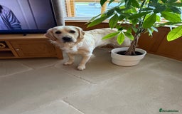 Golden Retriever dogs for sale: Golden retriever puppies confirmed (due 15/11) - Image 3