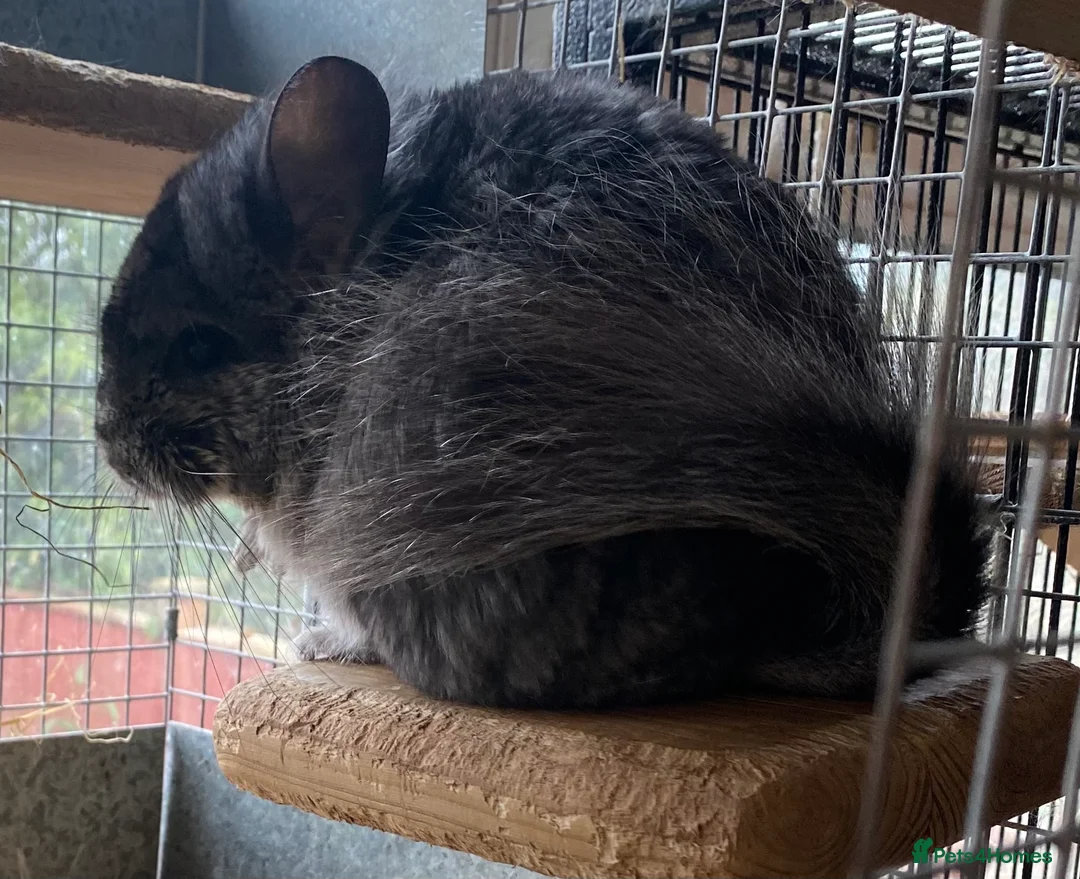 Chinchilla rodents for sale: RPA (Angoran) Chinchilla Boy, 7 months old - Advert 6