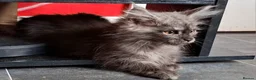 Maine Coon cats for sale: Pedigree Maine Coon Kittens in Manchester  - Advert 13