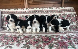 Bordoodle dogs for sale: Adorable Bordoodle (collie-poo) pups for sale  - Image 20