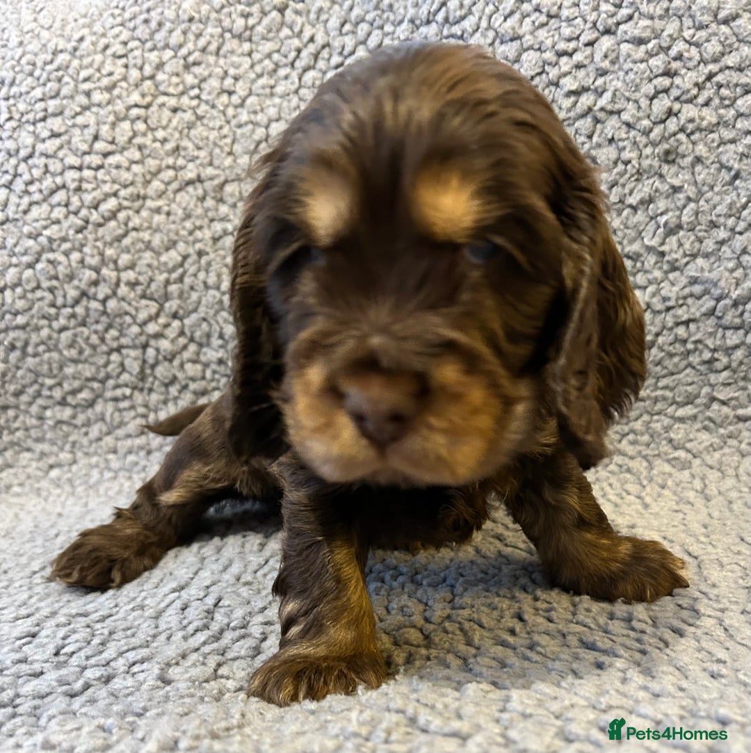 Cocker Spaniel dogs for sale: Beautiful KC English Show Cocker pups. - Advert 12
