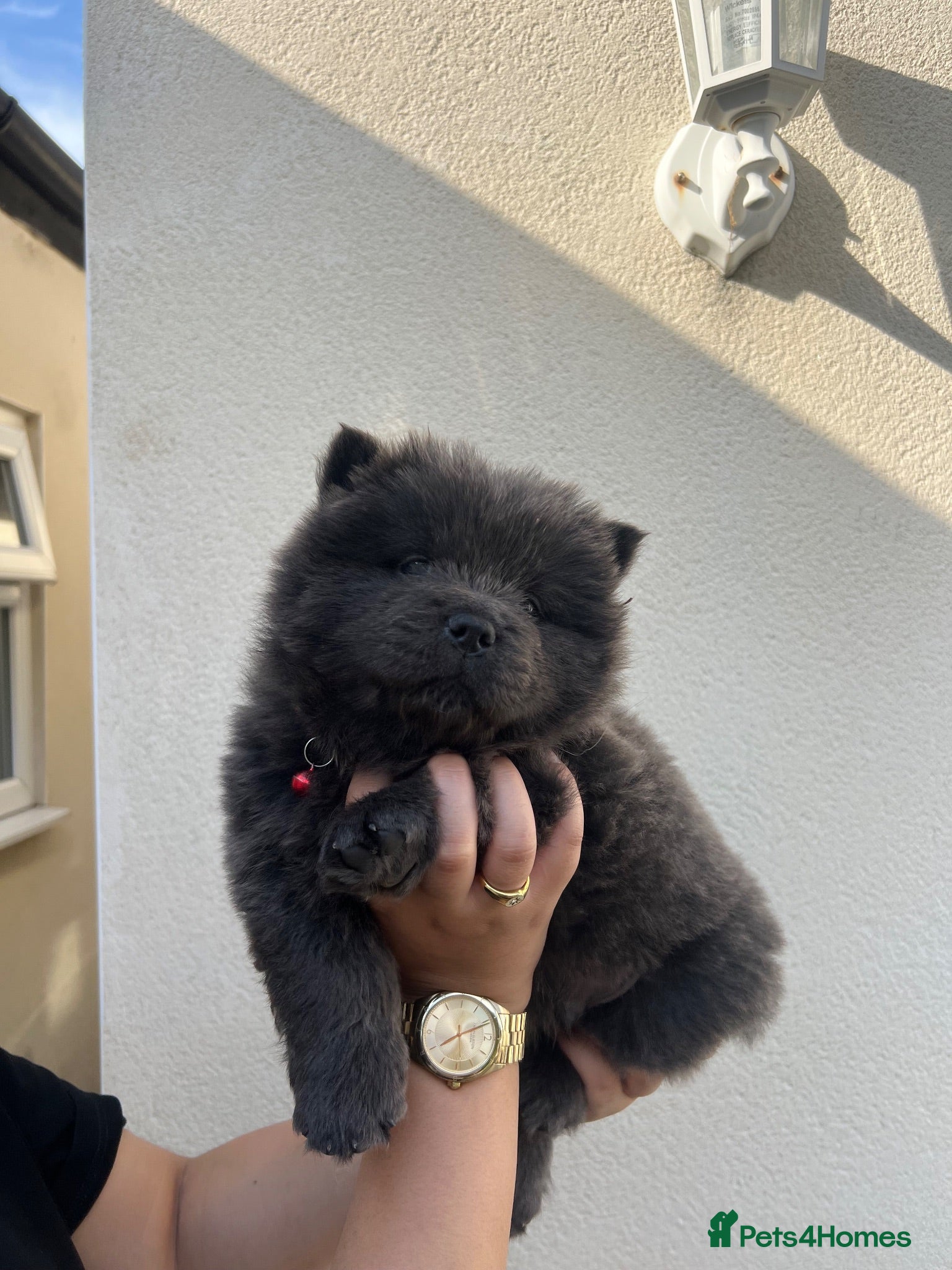 Chow Chow dogs 5 Beautiful Multi Coloured Chow Chows 💙🩷 - Advert 2