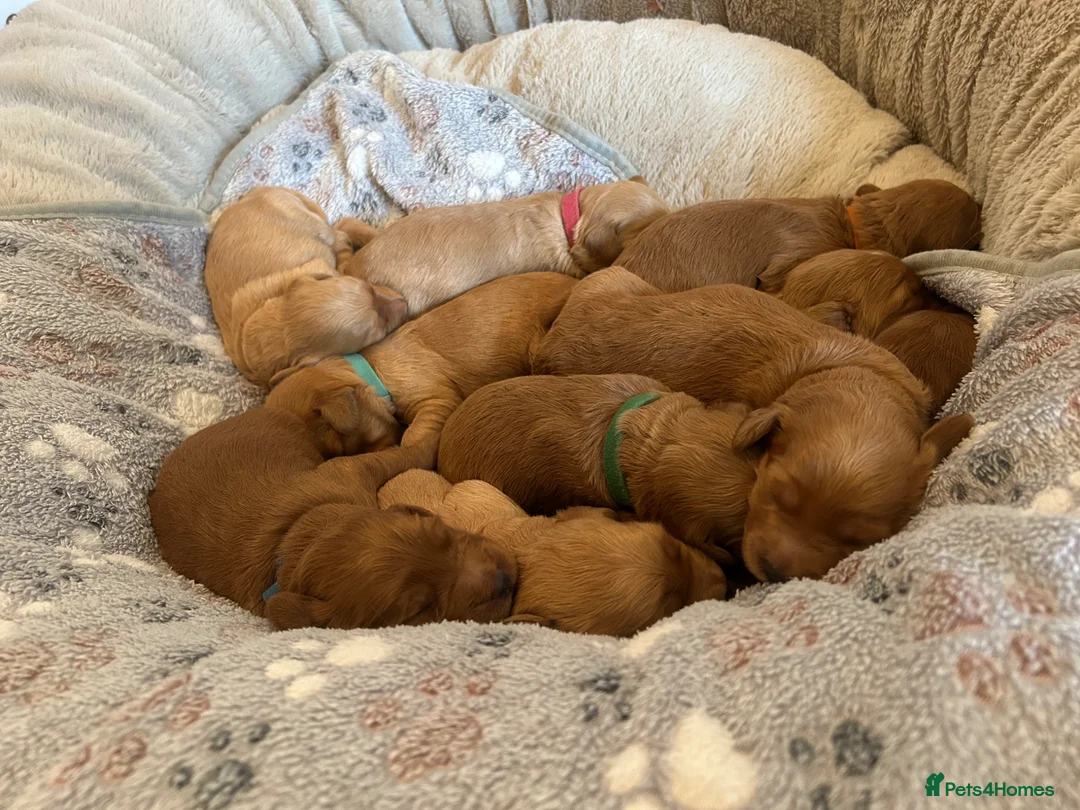 Mini Goldendoodle dogs for sale: F1 Mini Goldendoodle Puppies- Home Raised - Advert 41