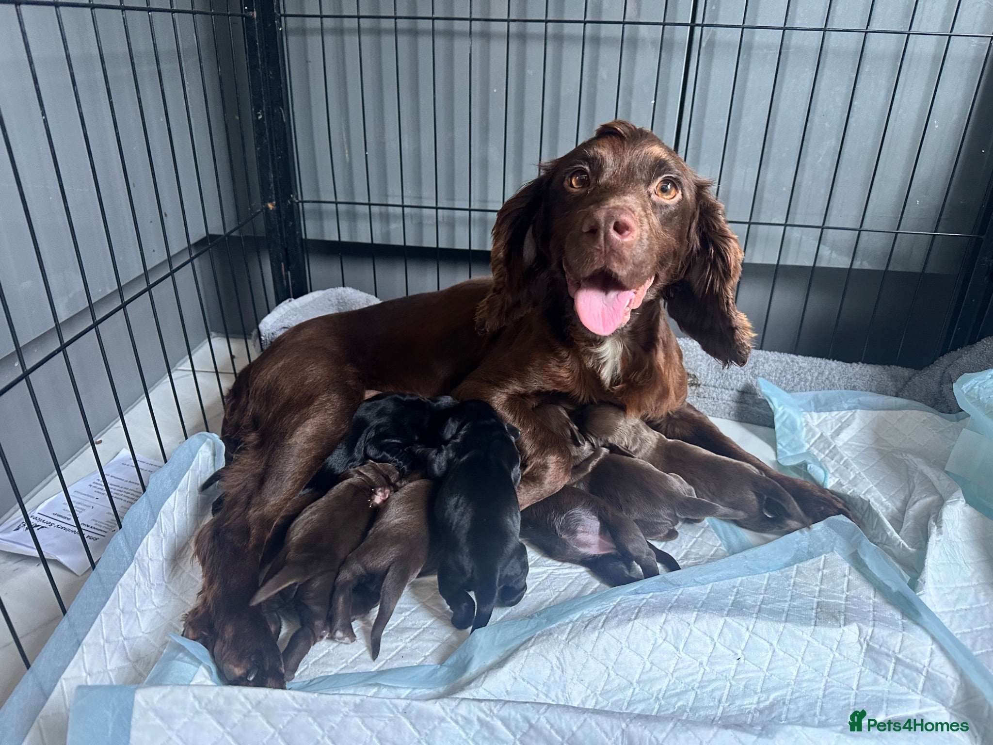 Cocker Spaniel dogs Fully Health tested kc registered working cocker  - Advert 6