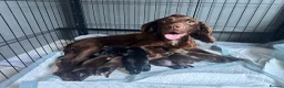 Cocker Spaniel dogs for sale: Fully Health tested kc registered working cocker  - Advert 1