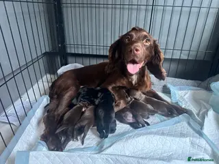 Cocker Spaniel dogs Fully Health tested kc registered working cocker - Advert 4