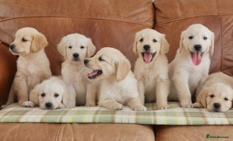 Golden Retriever dogs - Advert 11