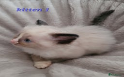 Ragdoll cats for sale: 5 Ragdoll kittens for sale Ready soon - Image 3