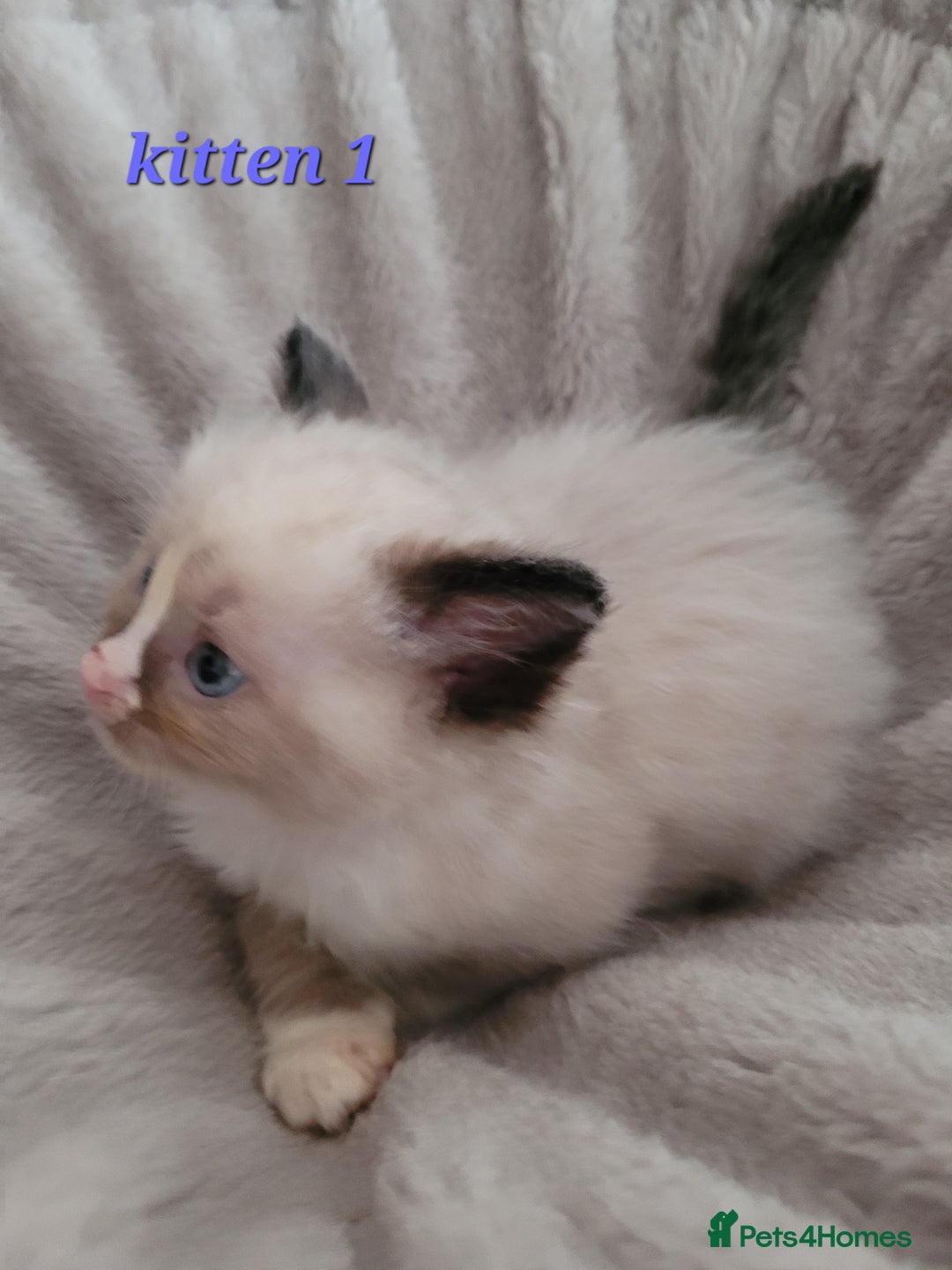 Ragdoll cats for sale: 5 Ragdoll kittens for sale Ready soon - Image 3