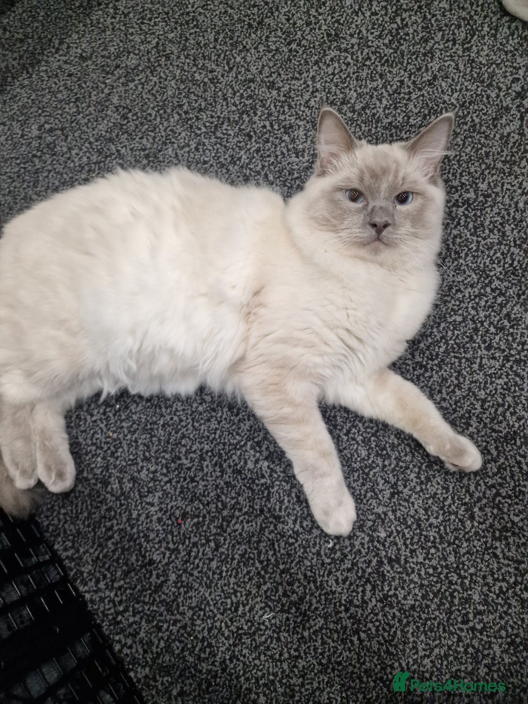 Ragdoll cats for sale: Male ragdoll kitten - Advert 3