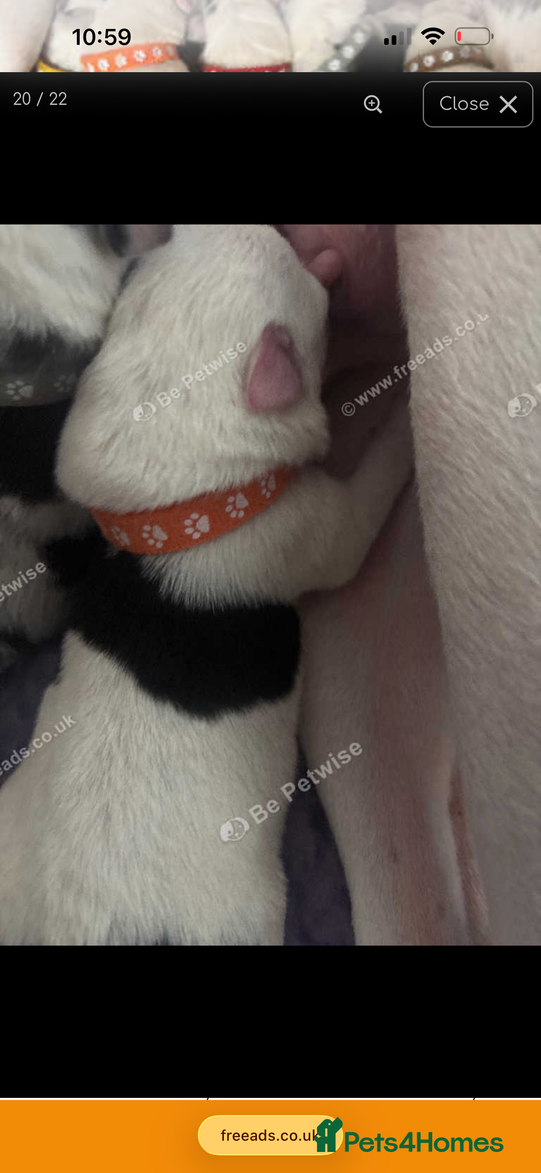 Mixed Breed dogs for sale: beautiful Bull/Greyhound puppies  - Image 11