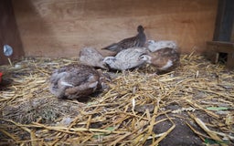 Quail poultry for sale: Jumbo Quail. Big Birds, Great Layers, Colours !!! - Image 2