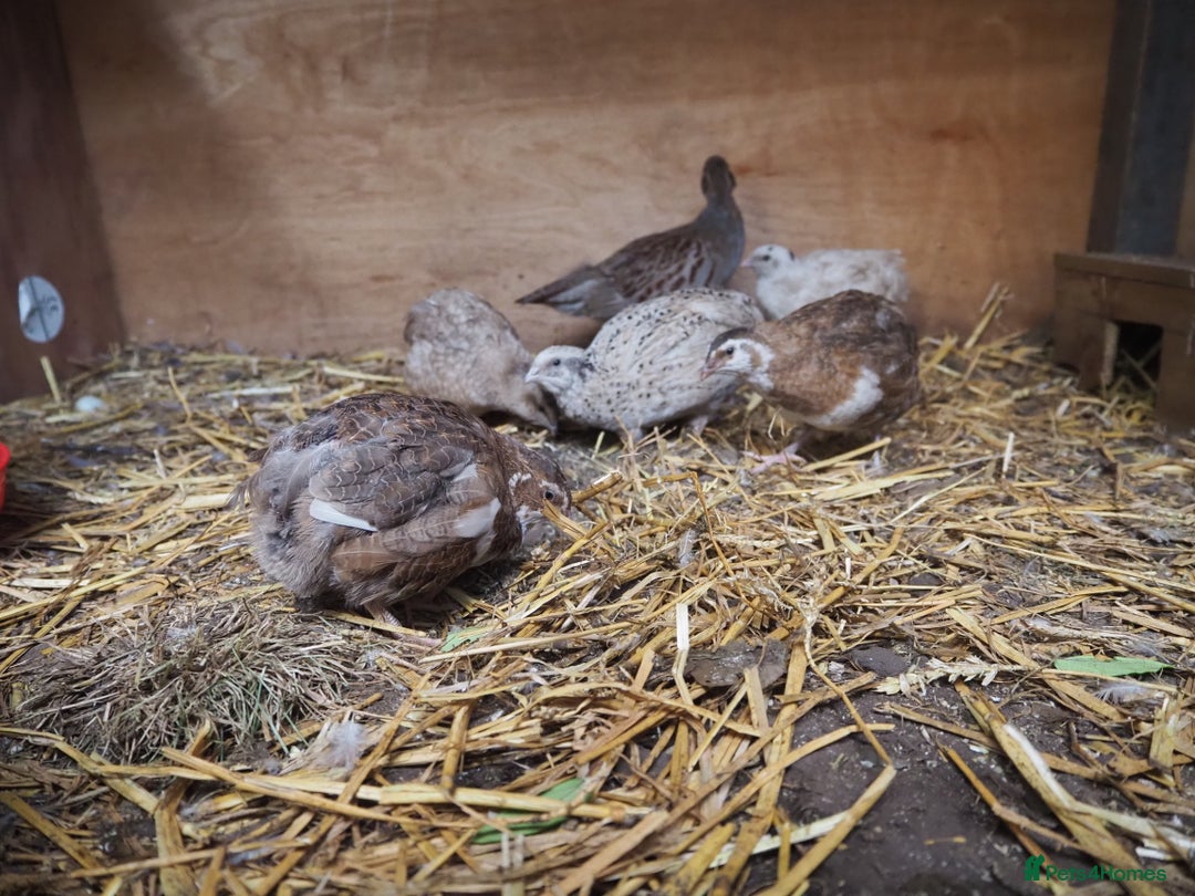 Quail poultry for sale: Jumbo Quail. Big Birds, Great Layers, Colours !!! - Image 2