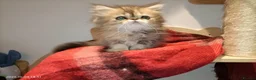 Persian cats for sale: Persian kittens  in Stoke-on-Trent - Advert 7