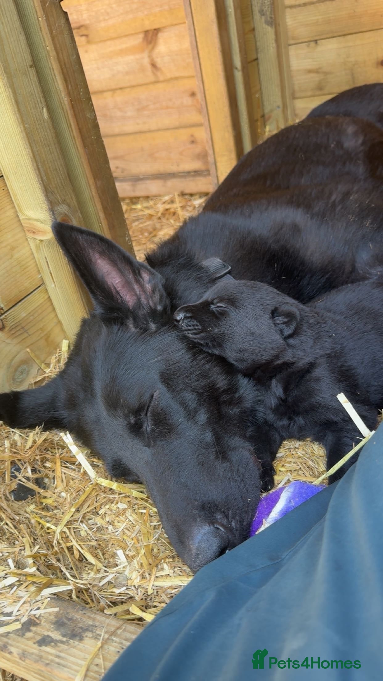 German Shepherd dogs 14 week old Female Black puppy - Advert 12