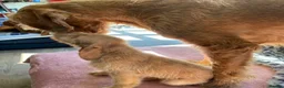 Hungarian Vizsla dogs for sale: LOVINGLY HANDLED WH HUNGARIAN vizsla puppies - Advert 4