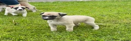 Whippet dogs for sale: Stunning Fawn Whippet Pups  in Winkleigh - Advert 10
