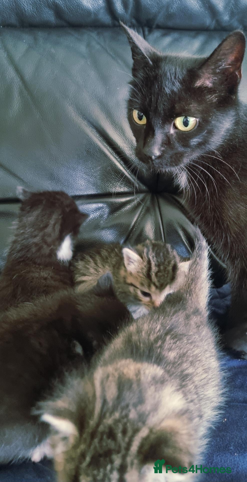British Shorthair cats Gorgeous kittens available to reserve  - Advert 1
