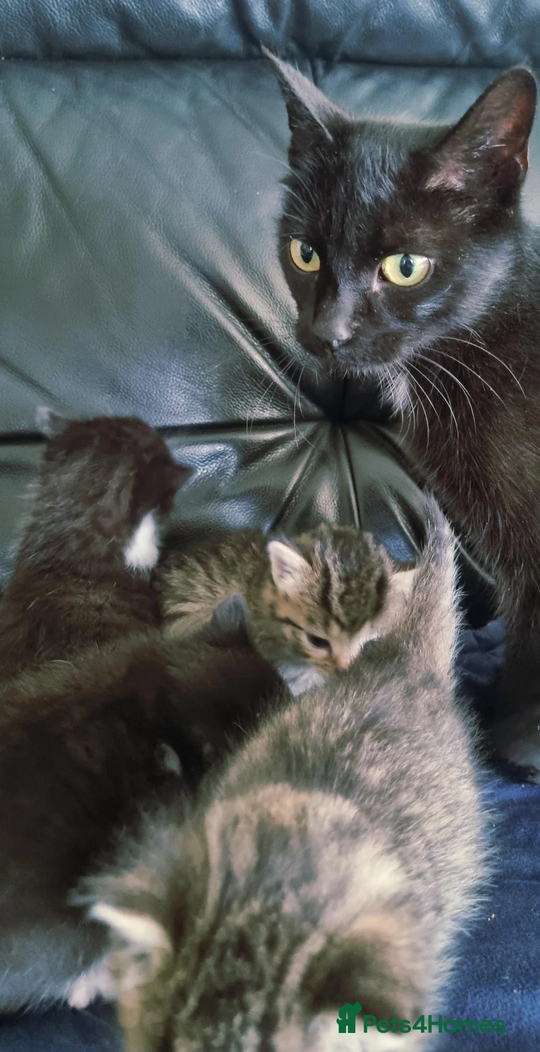 British Shorthair cats for sale: Gorgeous kittens available to reserve  in Kilmarnock - Advert 1
