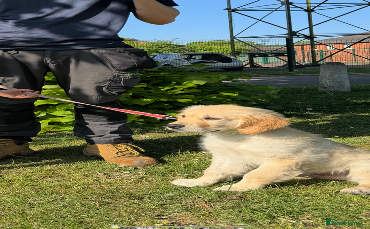 Golden Retriever dogs in Horncastle - Advert 1