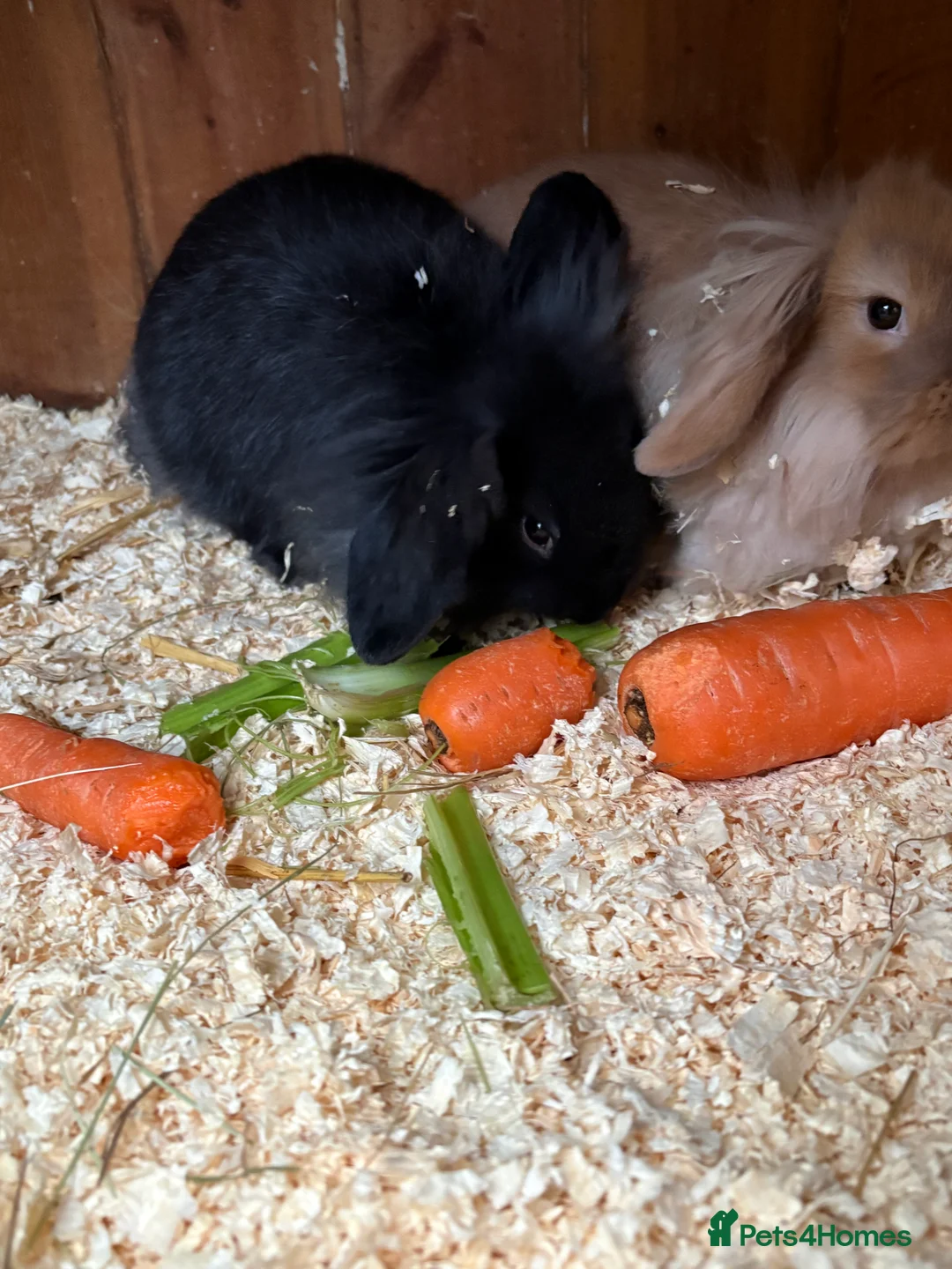 Mini Lop rabbits for sale: Mini lop baby rabbits  - Advert 8