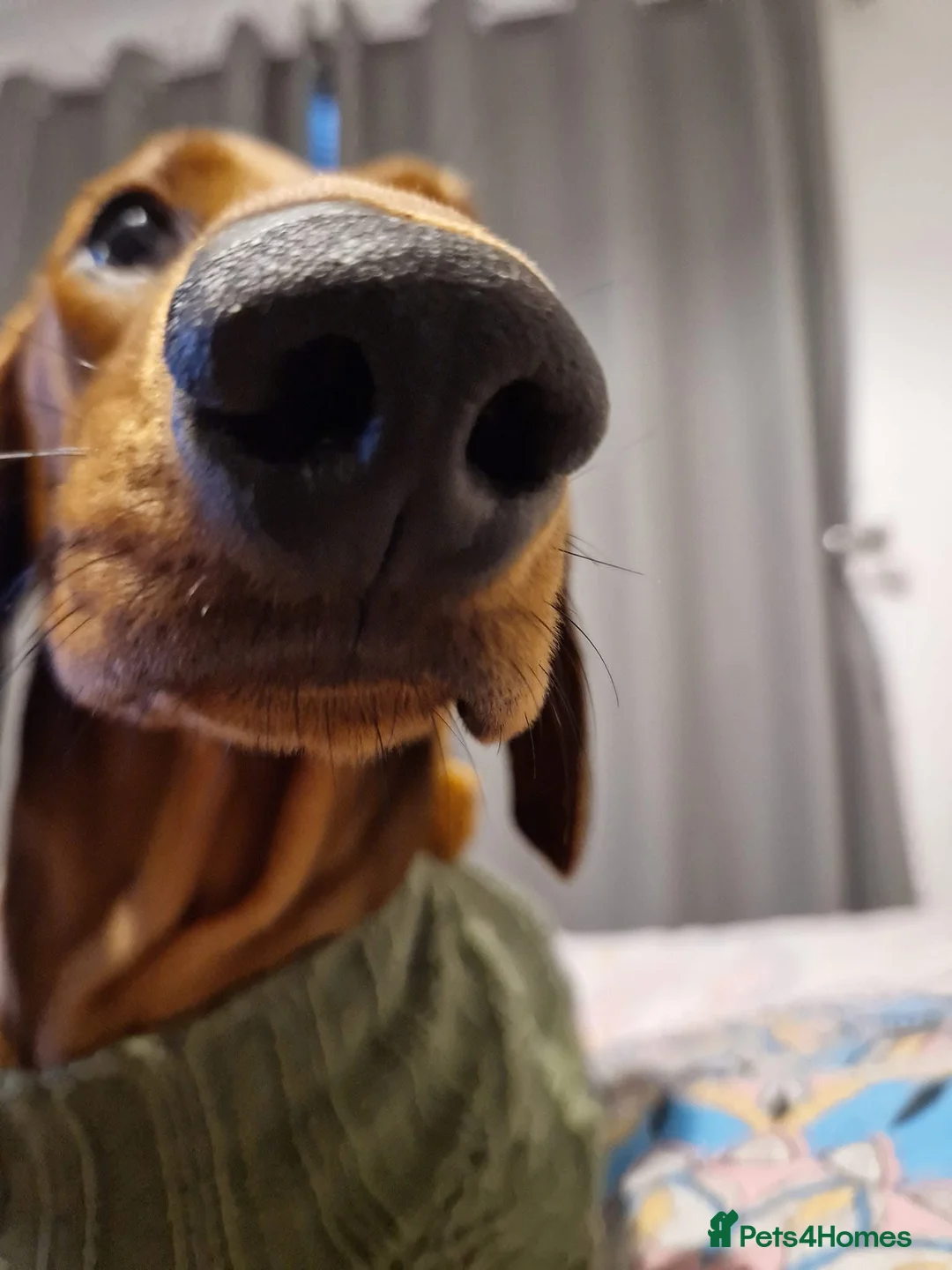 Dachshund dogs for sale: Red pedigree Dachshund  - Advert 3