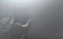 Domestic Shorthair cats for sale:  2 kittens brother and sister  - Image 3