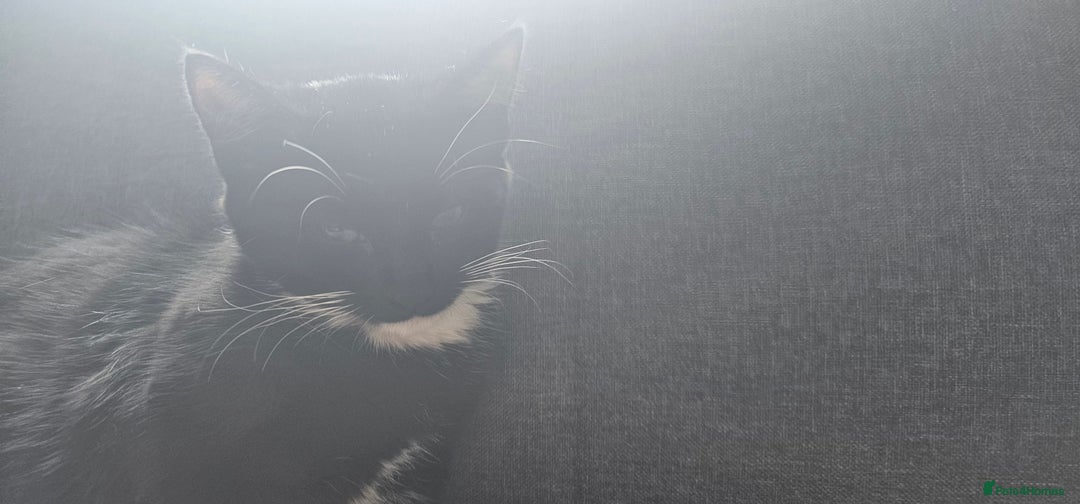 Domestic Shorthair cats for sale:  2 kittens brother and sister  - Image 3
