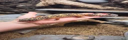 Leopard Gecko reptiles for sale: Adult Female Leopard Gecko with entire 3ft Setup in Bristol - Advert 1
