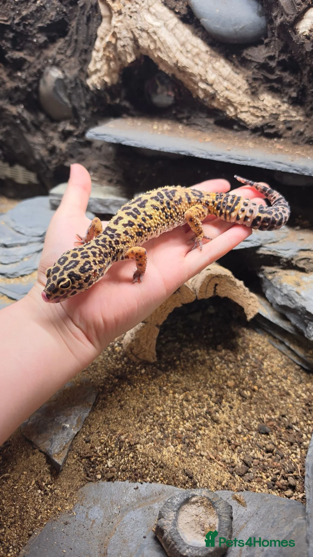 Leopard Gecko reptiles for sale: Adult Female Leopard Gecko with entire 3ft Setup in Bristol - Advert 1