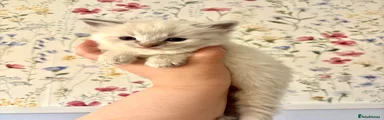 Ragdoll 2