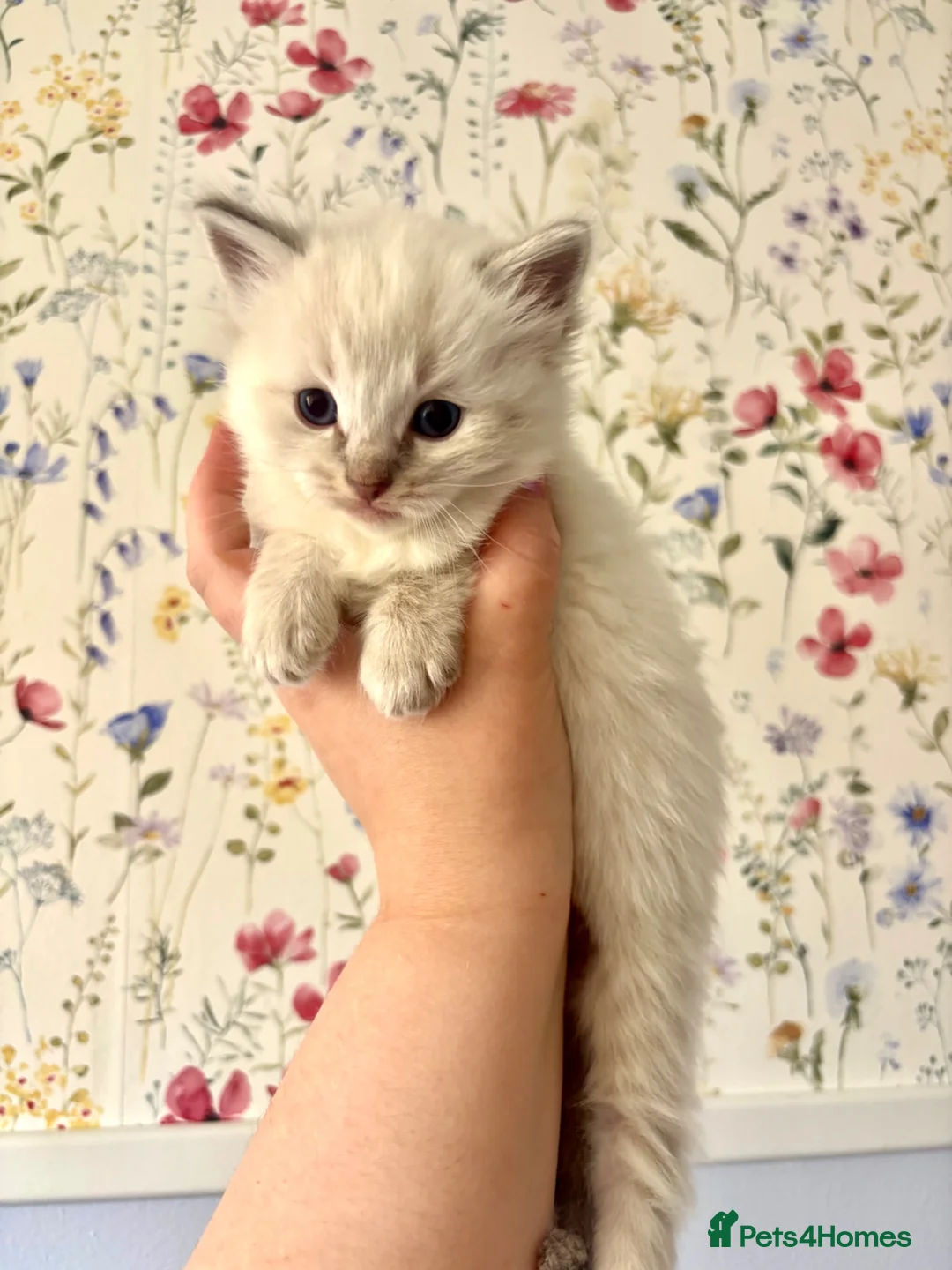 Ragdoll cats for sale: Marvellous mink babies  - Advert 14