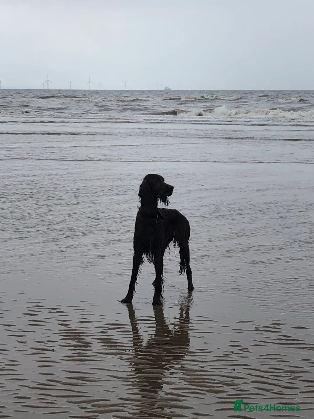 Irish Setter dogs for stud: Irish Setter For Stud. (Health Tested and Proven.) in Cannock - Advert 5