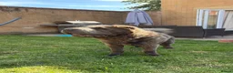 Shar Pei dogs for sale: Rare Blue Bearcoat Shar Pei Male 1 year old - Advert 21