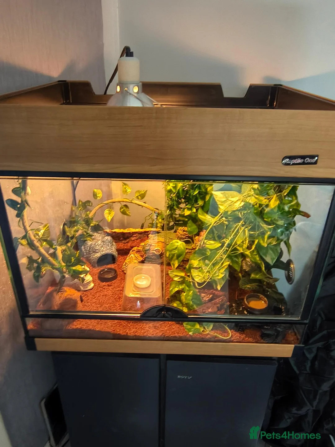Gecko reptiles for sale: Baby Harley Quinn Crested Gecko  in South Shields - Advert 1