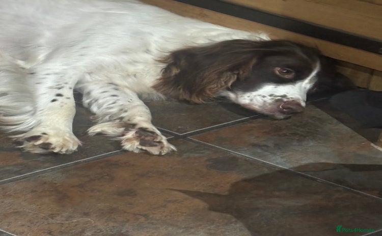 English Springer Spaniel dogs - Advert 1