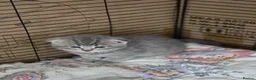 Scottish Fold cats for sale:  🥰Scottish folded in a beautiful colour - Advert 9