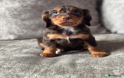 Cocker Spaniel dogs for sale: COCKER SPANIEL PUPPIES - Image 4