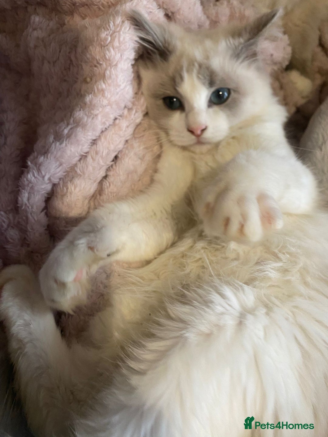 Ragdoll cats for sale: Last two siblings to go cheribim Ragdolls - Advert 2