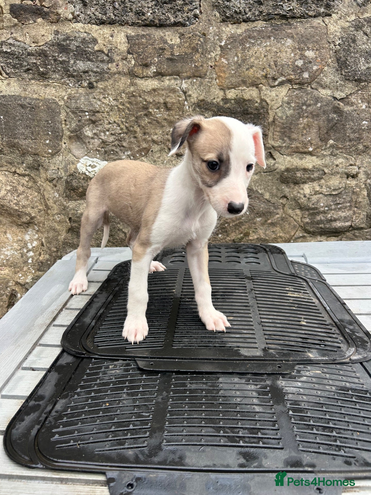 Lurcher dogs Bedlington whippet lurcher pups - Advert 9