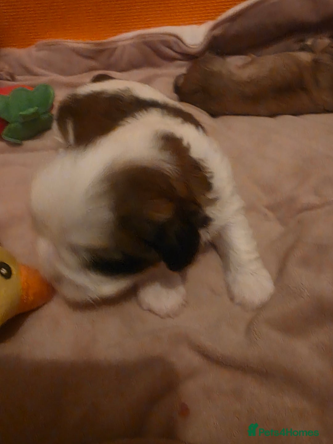 Shih Tzu dogs for sale: Teddy Bear Shiuz - Advert 4
