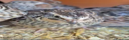 Quail poultry for sale: Coturnix quail male and female available  - Advert 3