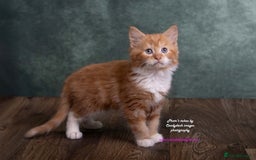 British Longhair cats for sale: ADORABLE DOG AND HOOVER PROOF KITTENS - Image 24