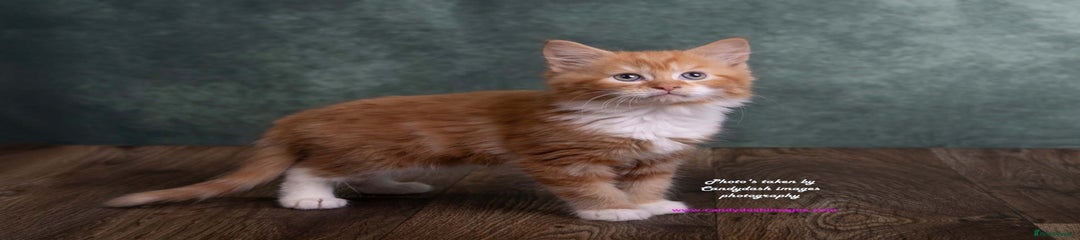British Longhair Kitten 1