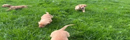 Labrador Retriever dogs for sale: Fox Red Labrador puppies  - Advert 3
