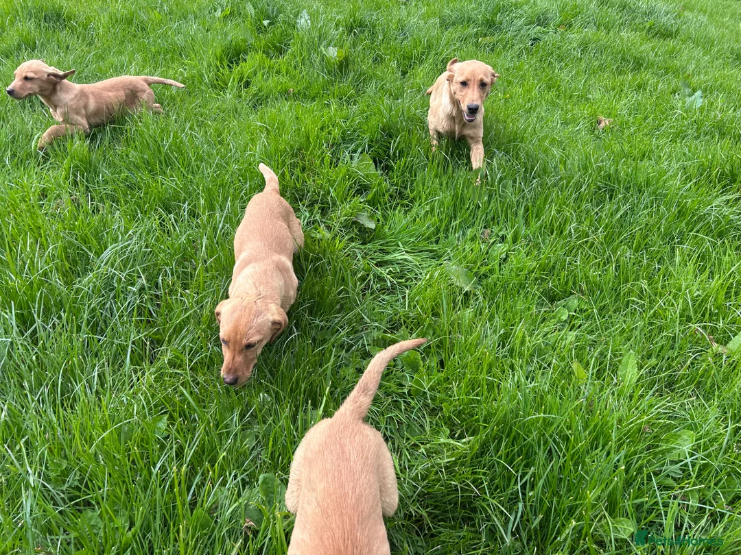Labrador Retriever dogs for sale: Fox Red Labrador puppies  - Advert 3