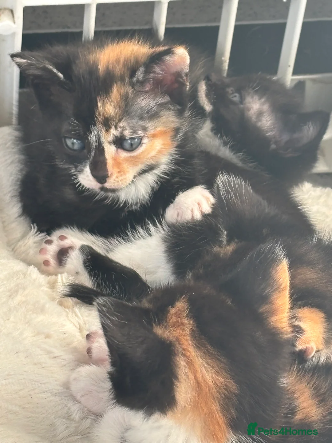 Domestic Shorthair cats for sale: Domestic kittens - Advert 5