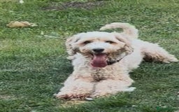 Cockapoo dogs for sale: Cocker Spaniel x Cockapoo Puppies Ready Soon  - Image 3