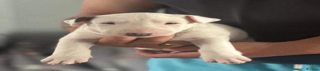 English Bull Terrier Puppy 5