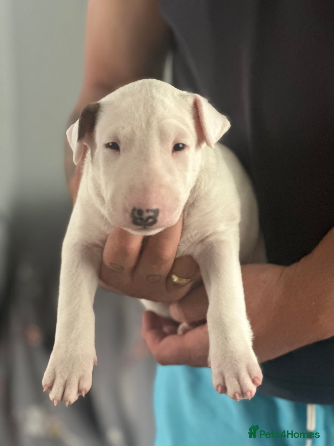 English Bull Terrier dogs for sale: 1 male and 2 female looking for new home - Image 2